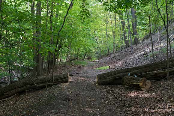 Euclid Railroad-Green Creek Corridor after a recent cleanup