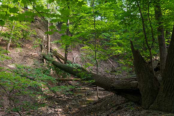 Euclid Railroad-Green Creek Corridor after a recent cleanup