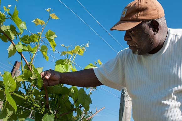 <span class="content-image-text">Mansfield Frazier of Vineyards of Chateau Hough</span>