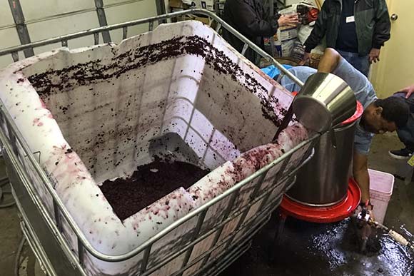 Sangiovese pressing at North Coast Wine Club