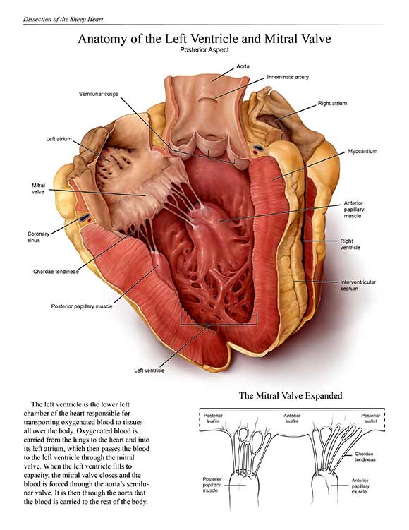 <span class="content-image-text">Rebecca Konte's Sheep Heart Dissection, one of the winners of the Award of Excellence Association of Medical Illustrators annual salon this past July</span>