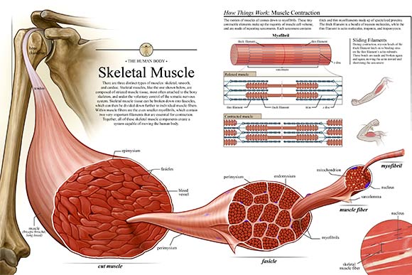 Rebecca Konte's skeletal muscle  piece depicts the major features of skeletal muscle
