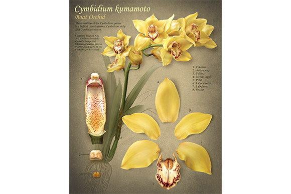 Rebecca Konte's orchid specimen piece from the Cleveland Botanical Garden's "Orchid Mania" exhibition