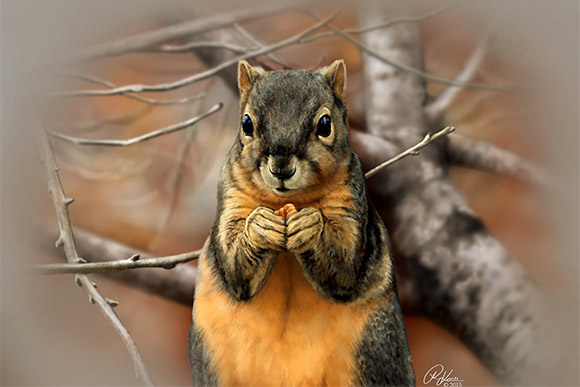 Squirrel Study by Rebecca Konte is an example of the wildlife art she enjoys creating as an exercise that allows her to improve her drawing abilities while illustrating something she loves, the natural world