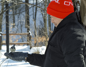 Hand feeding the chickadees