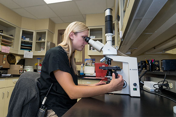 Larissa Romanovich, RVT in the lab at the Steffee Center