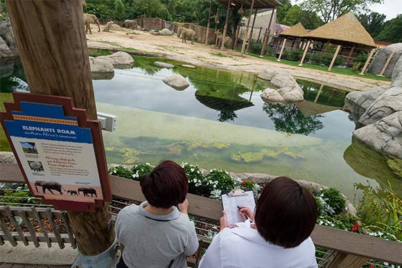 <span class="content-image-text">Graduate research associates Laura Bernstein Kurtycz and Bonnie Baird observing the elephants</span>