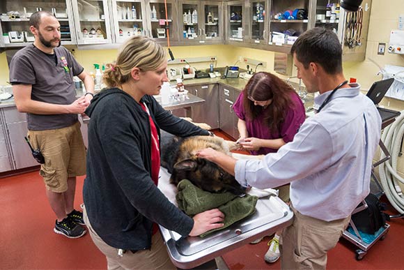 SAS Center veternarians perform an annual check up on Metroparks Ranger K-9 officer Logan