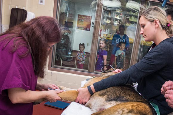 Zoo visitors watch as veternarians perform an annual check up on Metroparks Ranger K-9 officer Logan who was  given a clean bill of health