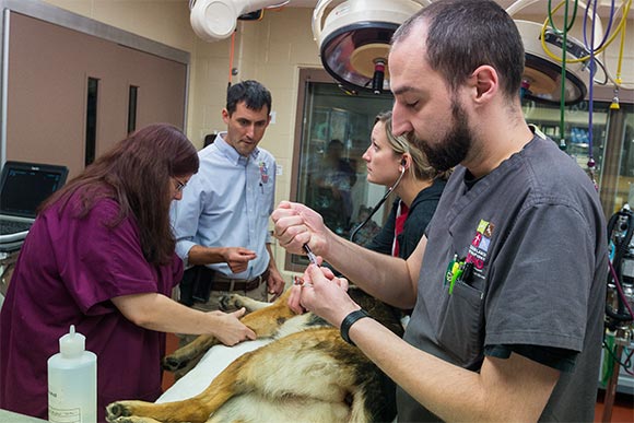 <span class="content-image-text">SAS Center veternarians perform an annual check up on Metroparks Ranger K-9 officer Logan</span>