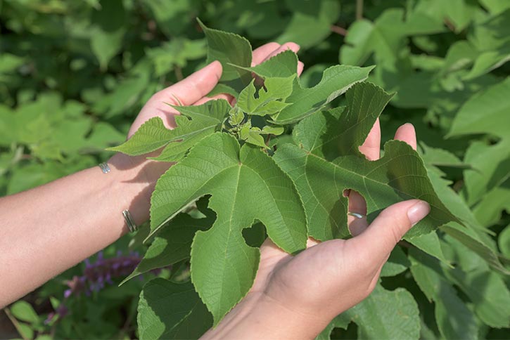 Kozo is grown in the garden behind the building at the Conservatory and harvested each year for Eastern Papermaking