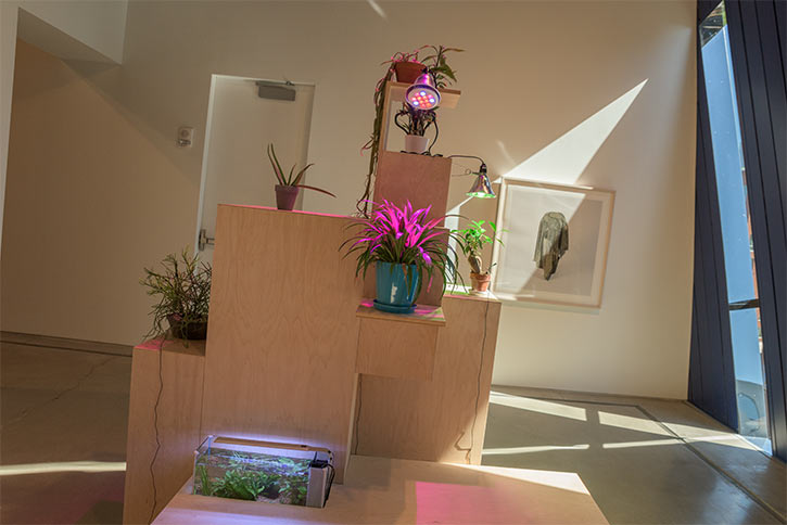 <span class="content-image-text">Danielle Julian Norton's invitation to talk to plants</span>