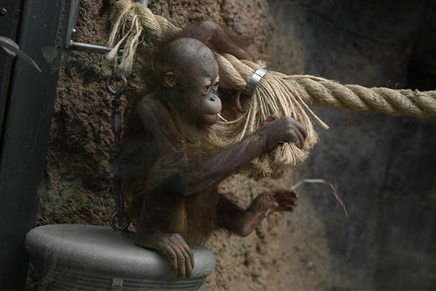 A young Orangutan in the RainForest at the Zoo