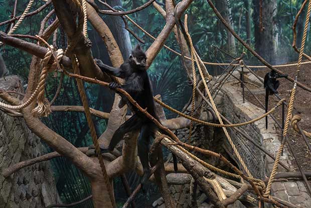 Francois Langur at the Cleveland Metroparks Zoo  RainForest
