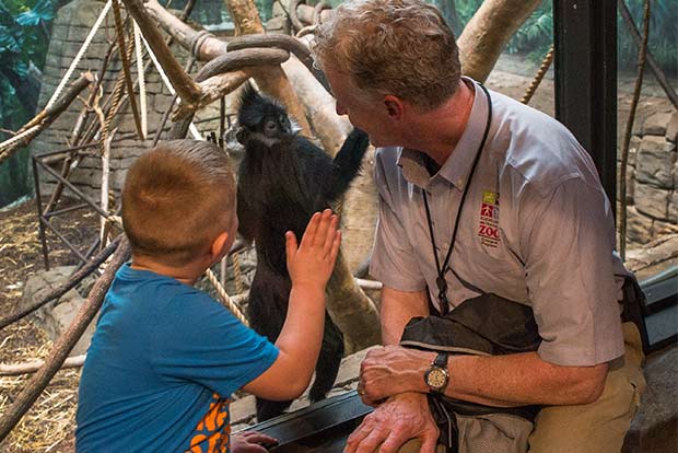 Watching the Francois Langur monkeys in the RainForest