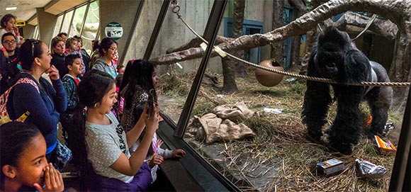 <span class="content-image-text">Mokolo the Gorilla entertains the crowd at the RainForest</span>