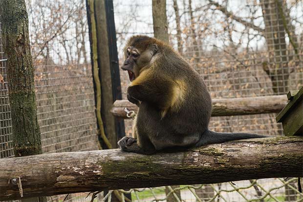 Golden Bellied Mangabey