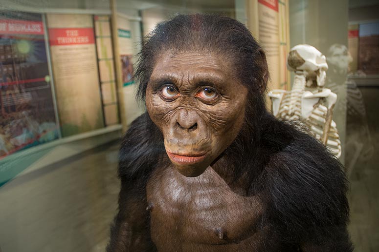 Lucy at the Cleveland Museum of Natural History