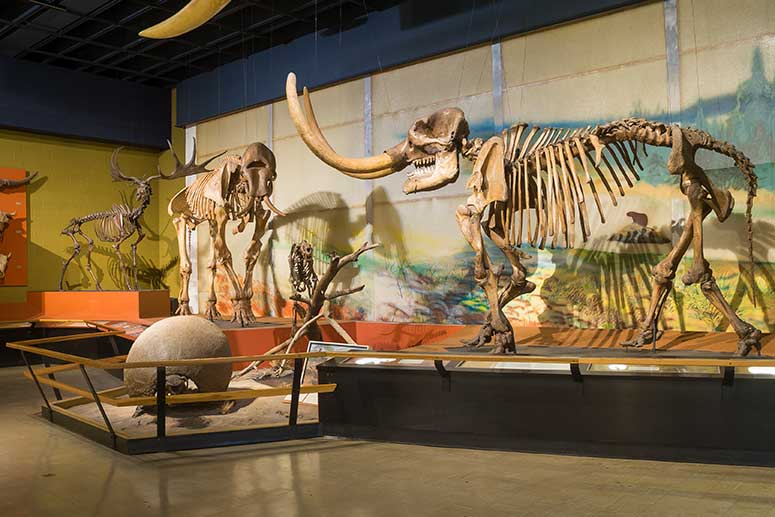 Cleveland Museum of Natural History