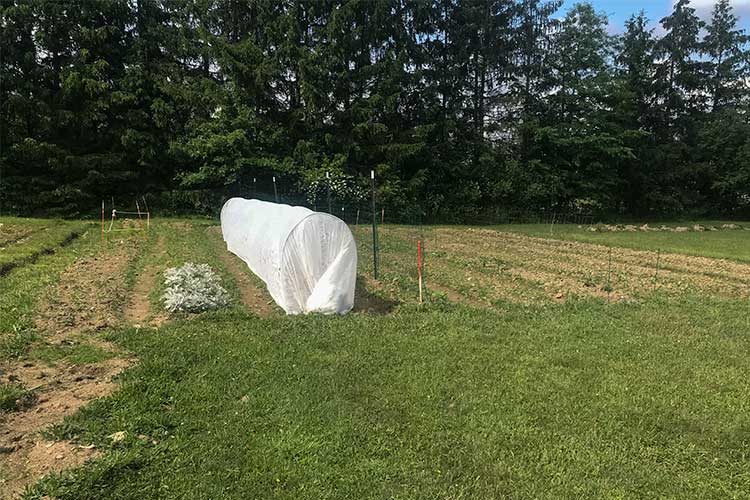 Frayed Knot Farm - half of the area currently in production