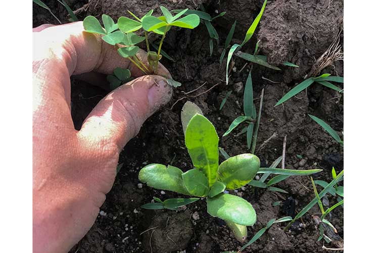 Frayed Knot Farm - Weeding heirloom calendulas