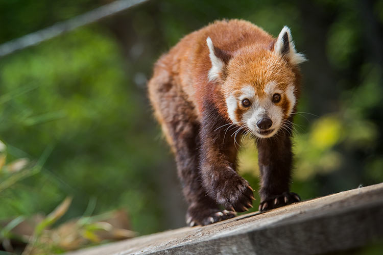 Red Panda