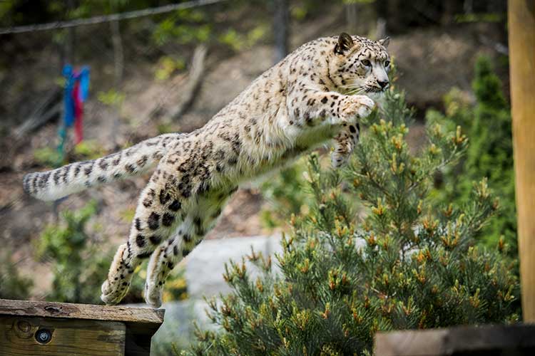 <span class="content-image-text">Snow Leopard</span>