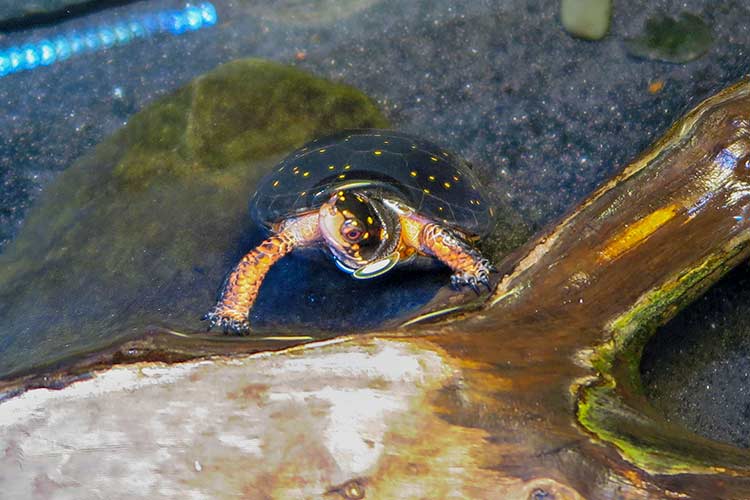 Spotted turtle hatchling