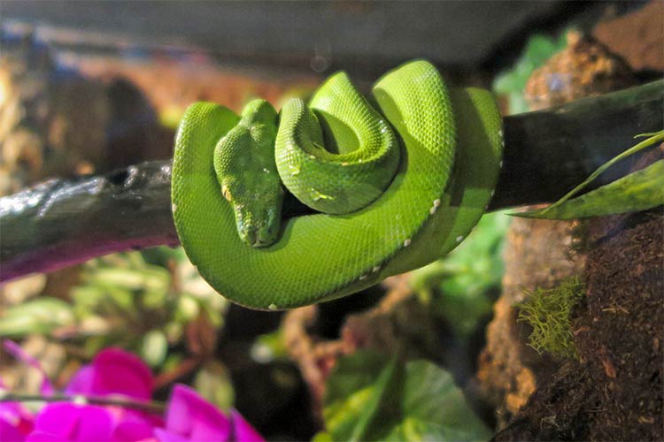 Green Tree Python