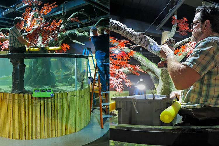 Director of artistic production and operations, Bruce Orendorf, working on the the Japanese maple in the cylindrical fish tank at the Asia gallery