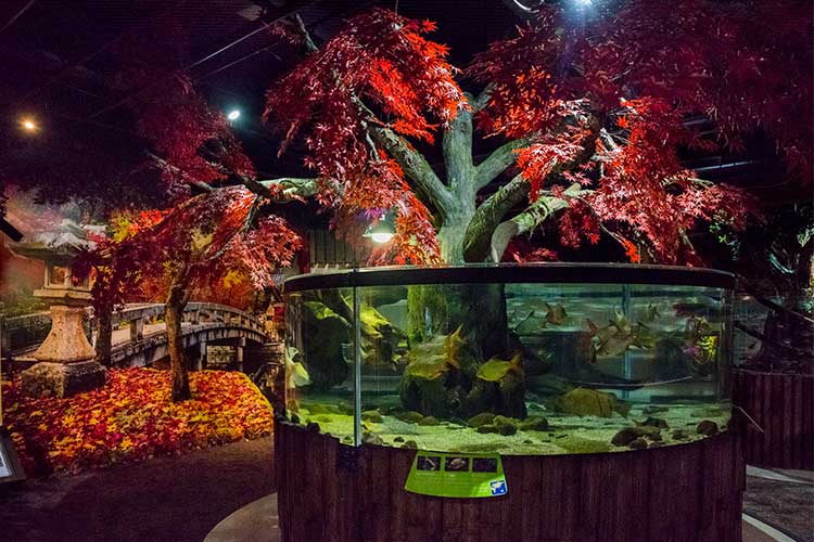 The new Asia gallery