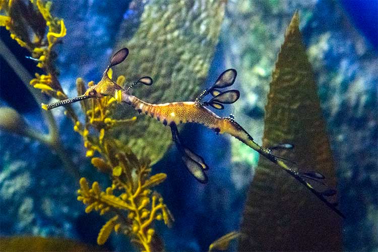 Weedy Seadragon