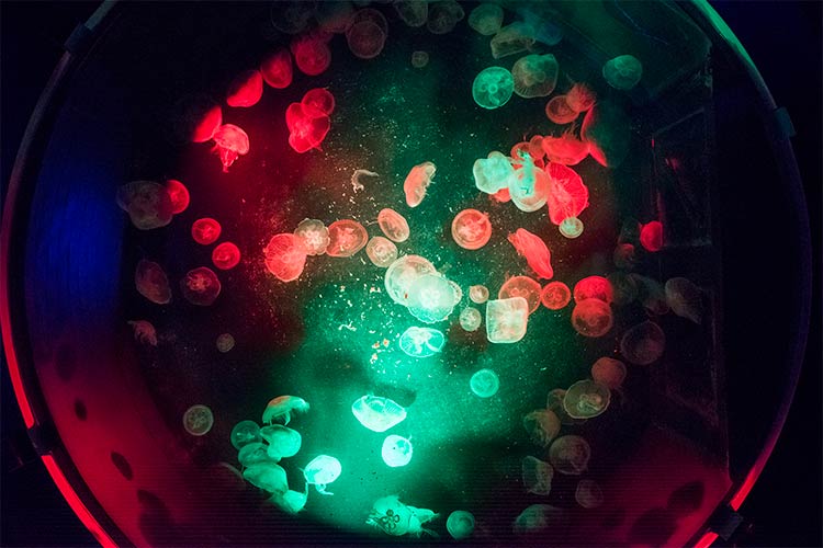 What is currently known as the Discovery Zone, where the jellyfish dwell in what was once a smokestack in the Powerhouse, will become the transition into the Industry & Habitat gallery