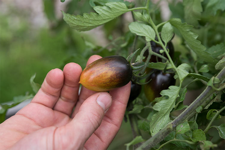 Brad's Atomic Grape Tomatos growing at Orchard Grove