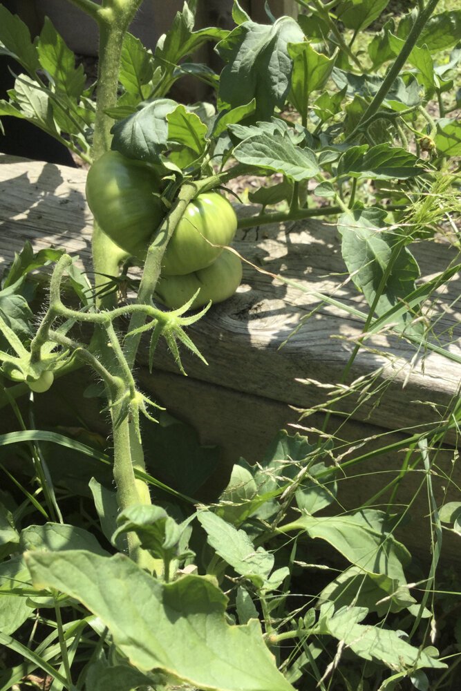 <span class="content-image-text">Tomatoes, squash and flowers grown by Griot Village residents</span>