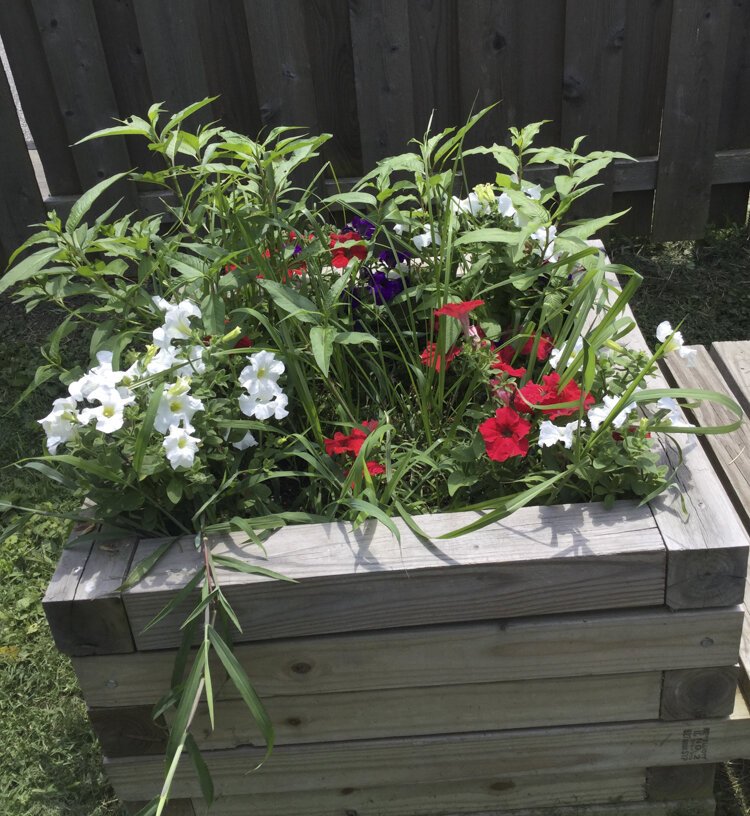 Tomatoes, squash and flowers grown by Griot Village residents
