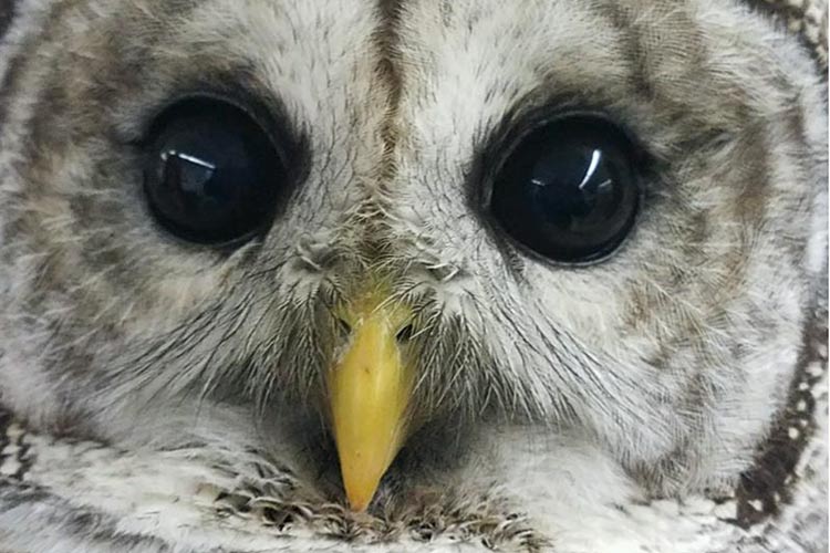 <span class="content-image-text">Owl Prowl at Lake Erie Science and Nature Center</span>