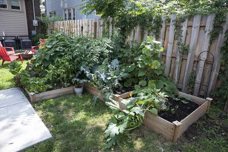 Dane and Todd's backyard garden