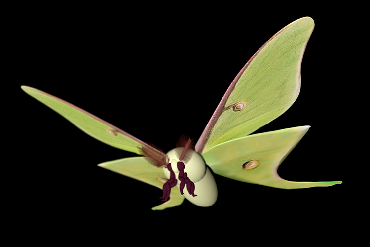 3d rendering of a luna moth by educator Tom Masaveg, which will be an interactive, animated model for an educational augmented reality program