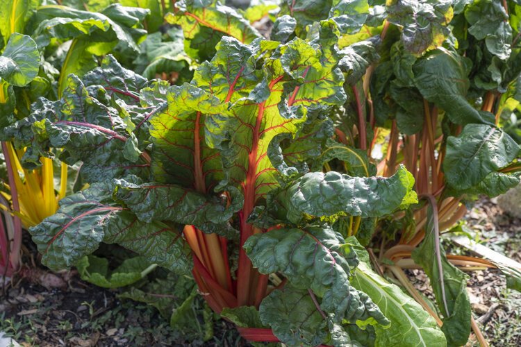 <span class="content-image-text">Swiss Chard growing at the Rid-All Green Partnership</span>