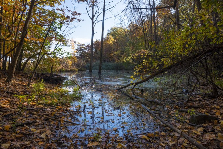Wetland area within the Brooklyn Oxbow.