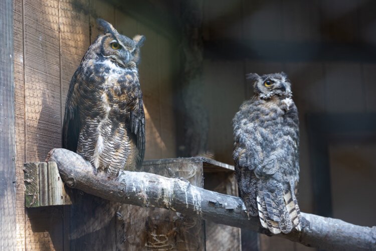 Lake Erie Nature & Science Center’s Eastern Screech Owls in the Wildlife Gardens.