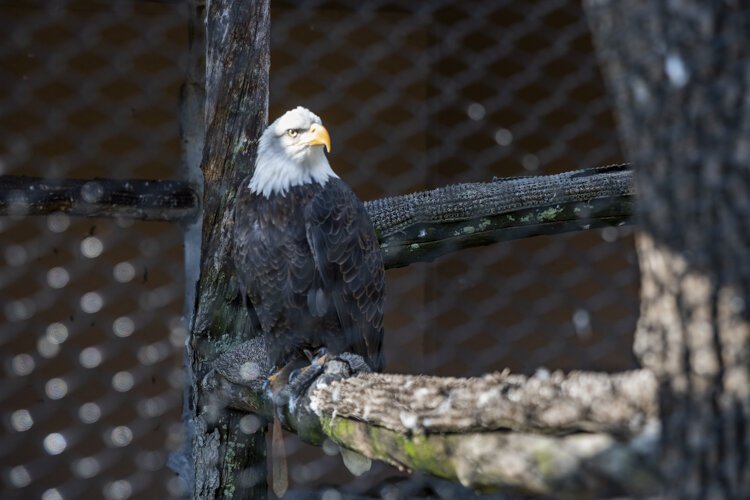 Bald eagle at the Lake Erie Nature & Science Center’s Wildlife Gardens.