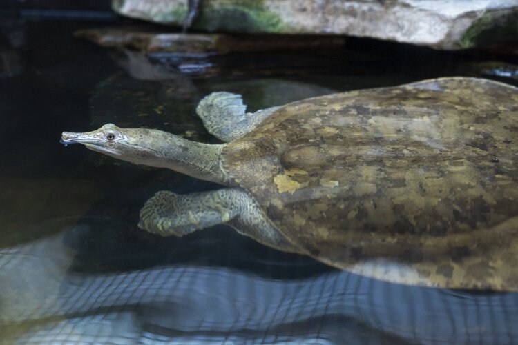 Lake Erie Nature & Science Center turtle.