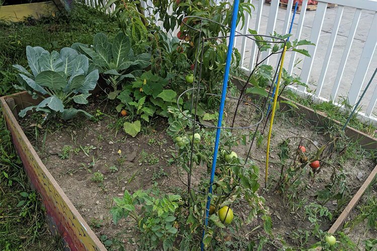 Christian Elder's Model Garden program will teach students ages 8-18 how to grow, prepare, and market their own food.