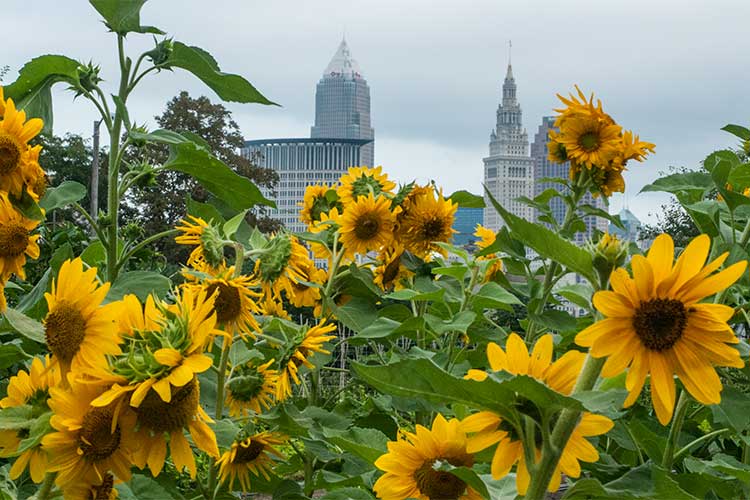 Ohio City Farm