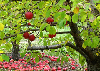 planting fruit trees