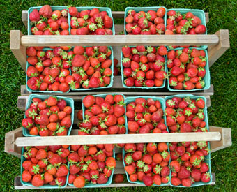 strawberries - photo Bob Perkoski