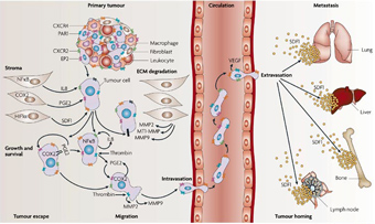 Stromal cell-Derived Factor-1