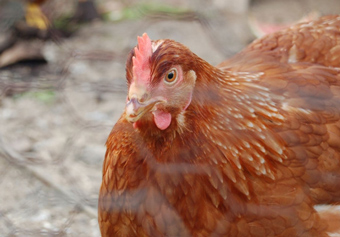 Raising Chickens in Cleveland Ohio